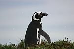 麥哲倫企鵝8.jpg