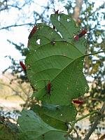 葉底下的紅色昆蟲.jpg