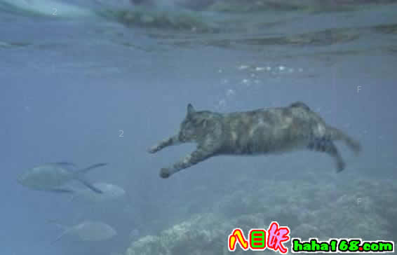 下海补鱼的猫.jpg