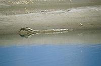 長吻鱷 (或恒河鱷) - gharial.jpg
